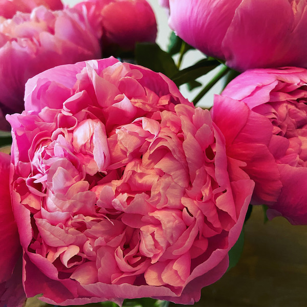 peonies @alexander lobrano